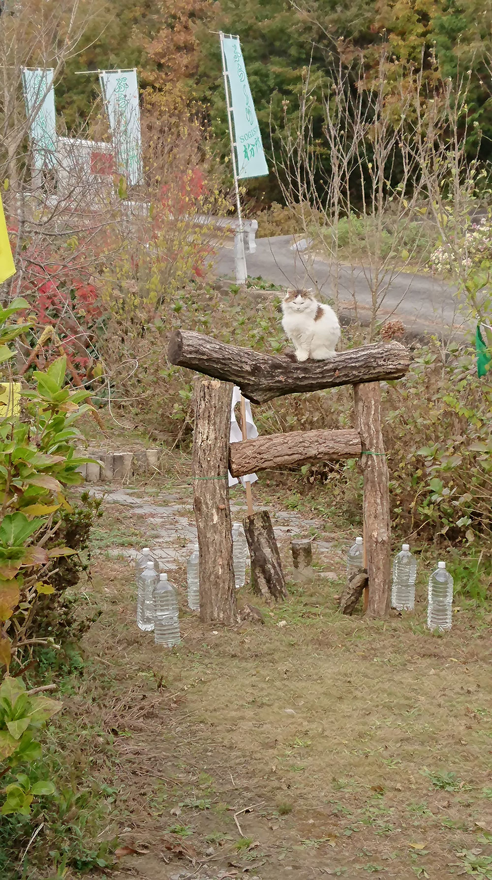 椎茸神社